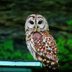 How to Identify a Barred Owl