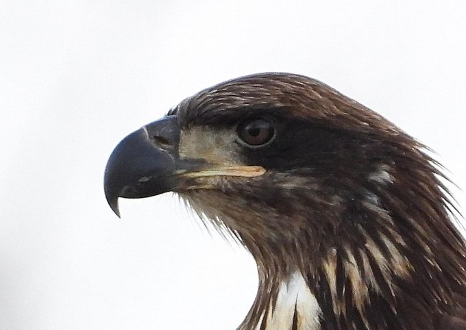 Juvenile Bald Eagle In Springtime By Kentucky Lake In Western Kentucky, Usa.