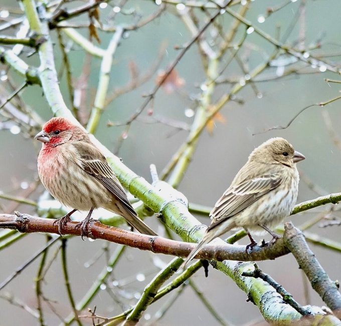 male and female house finch