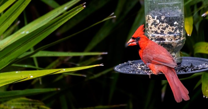 what do cardinals eat
