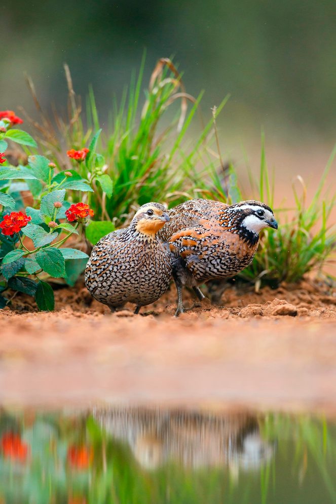 Northern Bobwhite Quail Pair Feeding.