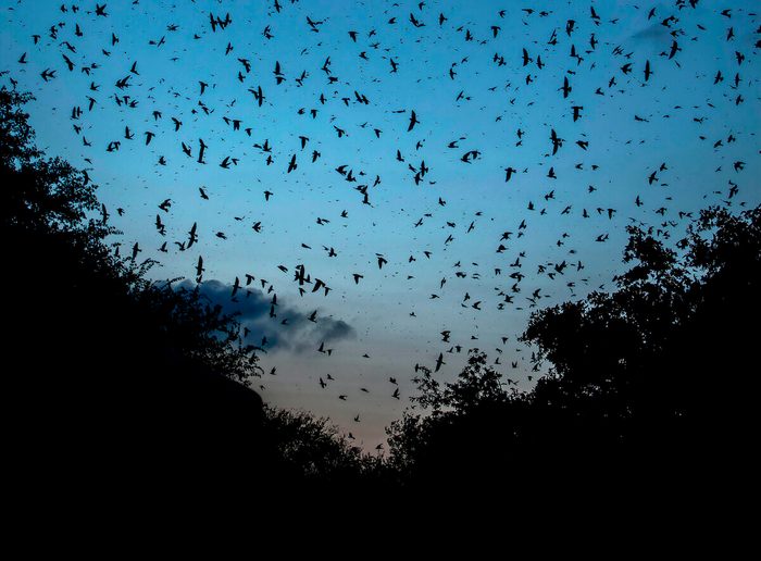 Hundreds Of Thousands Of Purple Martin Birds Take The Sky In Round Rock, Texas During A Travis Audubon Society Watcihng Party In July 2024.
