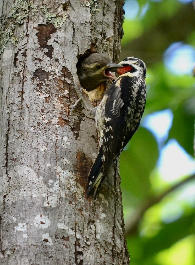sapsucker nest