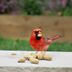 What Types of Birds Eat Peanuts From Feeders?