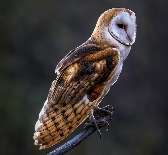 barn owl, different kinds of owls