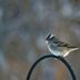 Don't Forget Native Sparrows at Your Feeder