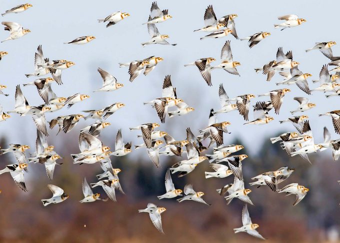 snow buntings