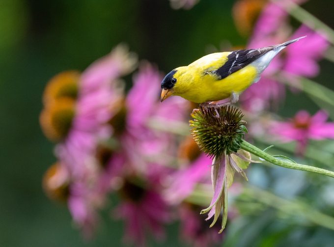 native plants for birds, coneflower, goldfinch