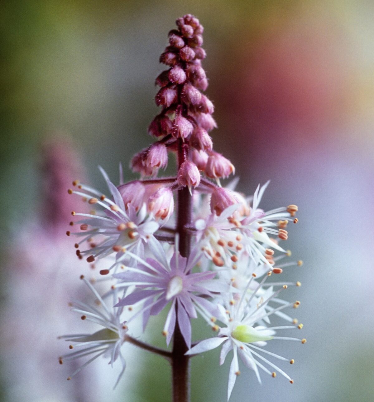 foam flower
