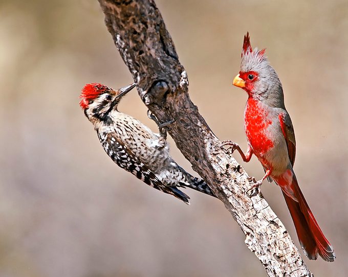 pyrrhuloxia