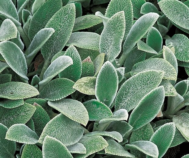 lambs ears backyard ground cover ideas