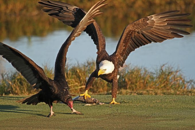 bald eagle and turkey vulture