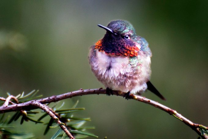 trees for birds
