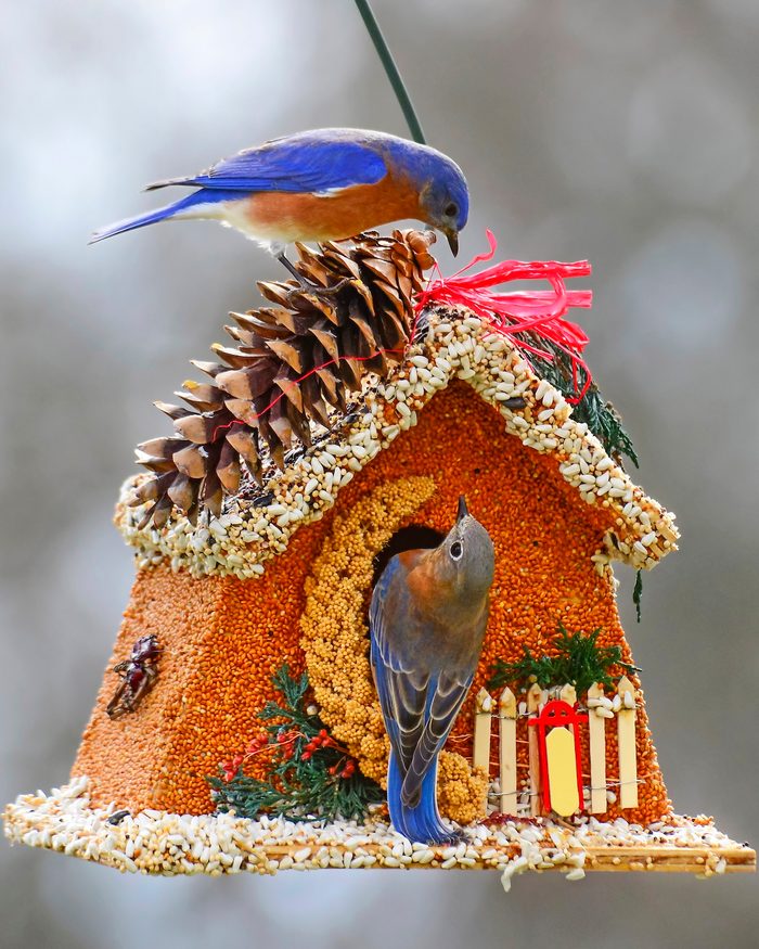 christmas birds bluebirds