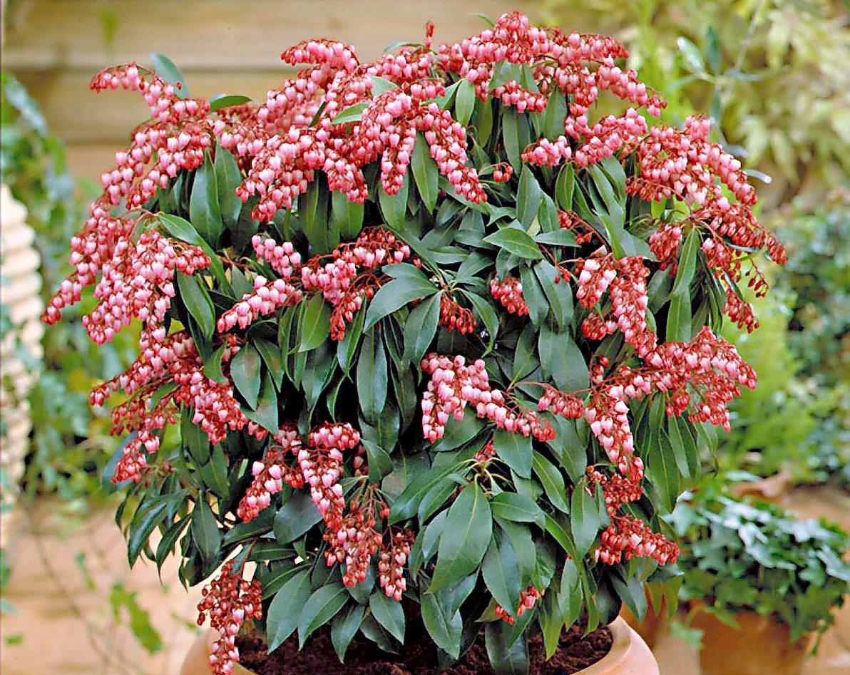 Bn Jap Katsura Pieris shrubs for containers