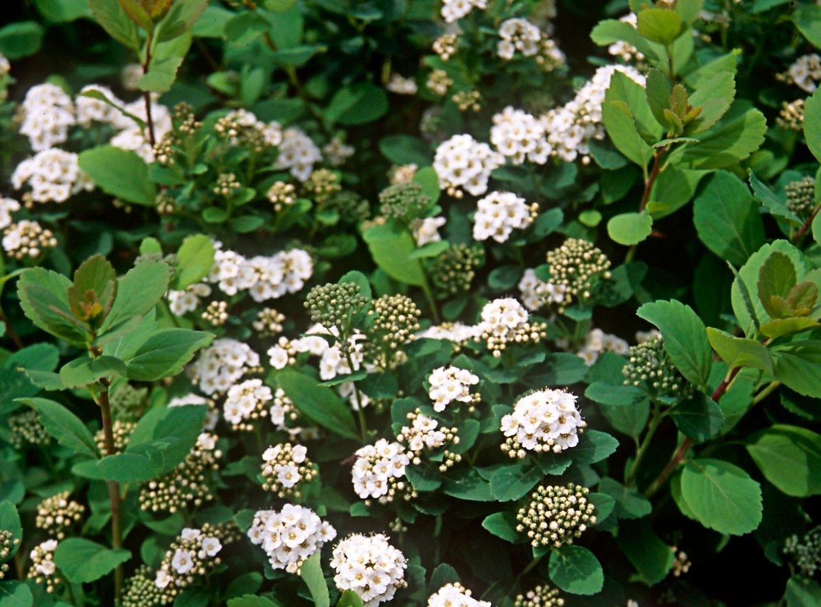 Bn Torbirchleaf Spirea
