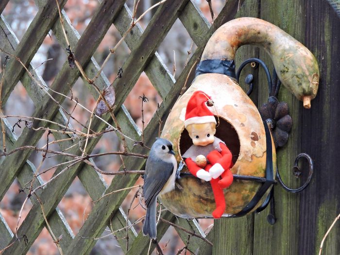 christmas birds