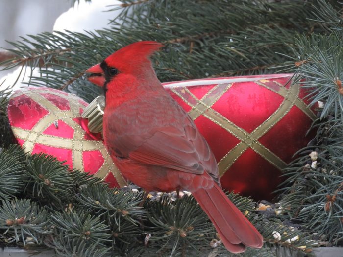 christmas birds cardinal