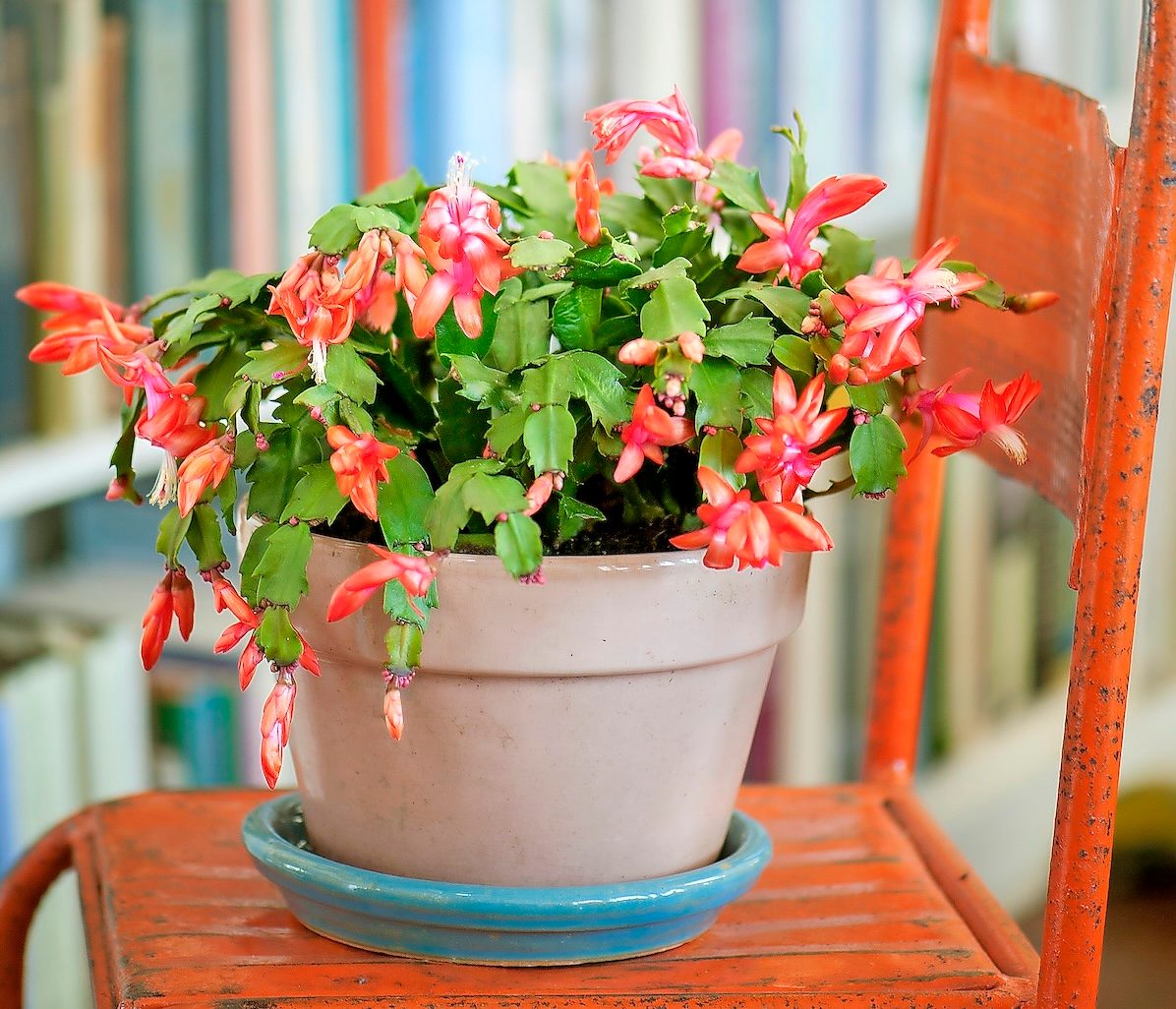 Christmas Cactus