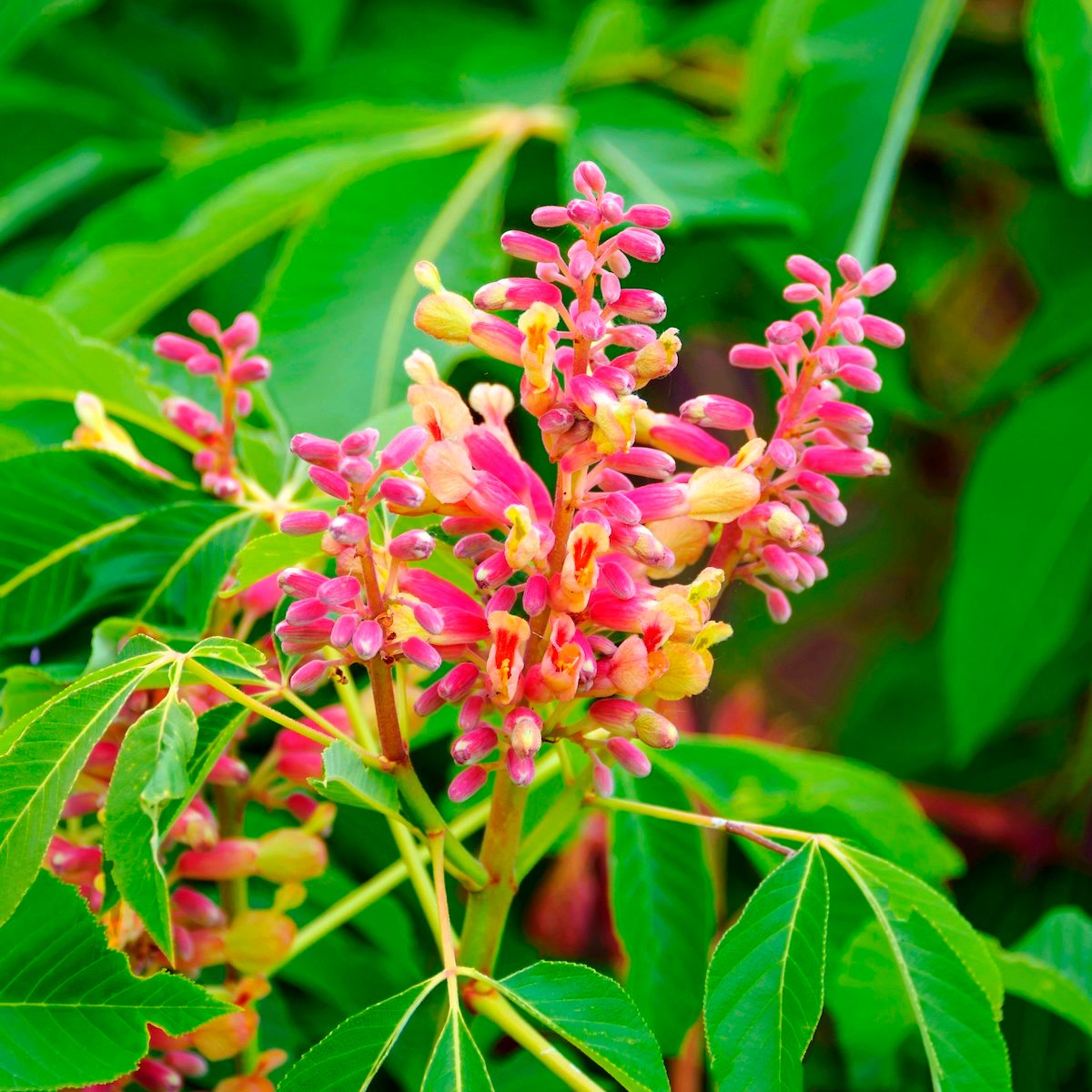 Red Buckeye (aesculus Pavia 'rosea Nana', Aesculus Pavia Rosea Nana), Cultivar Rosea Nana