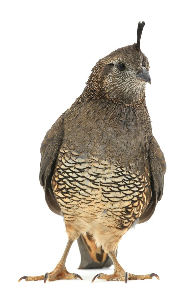 quail facts Female California Quail