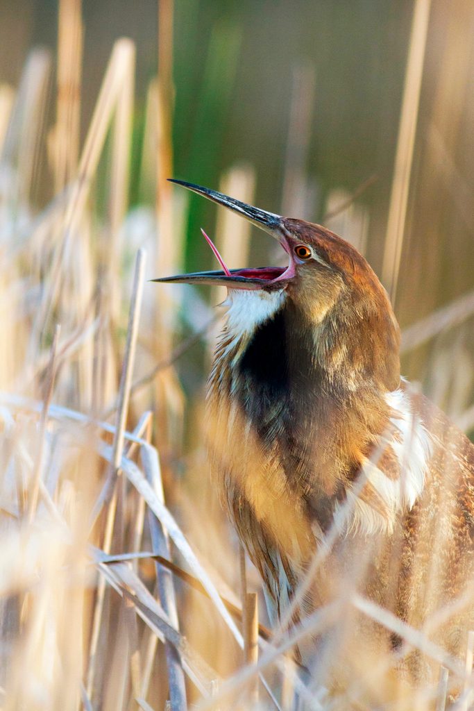 American Bittern (botaurus Lentiginosus) Displaying In Spring, bird facts