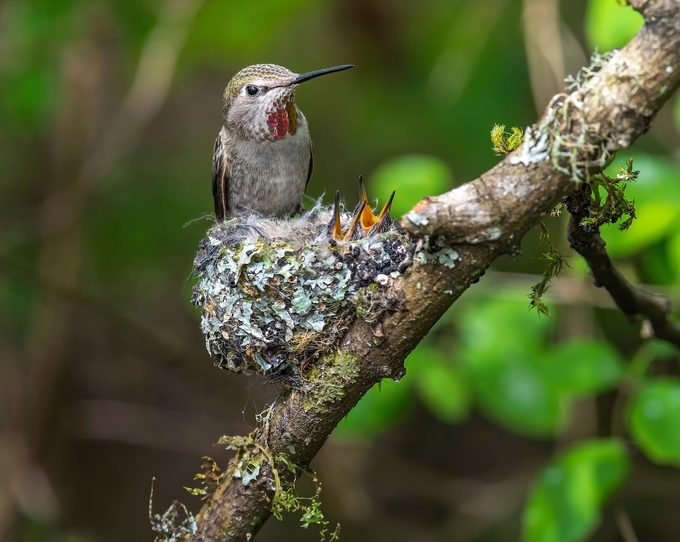Female Hummingbird With Two Baby In The Nest