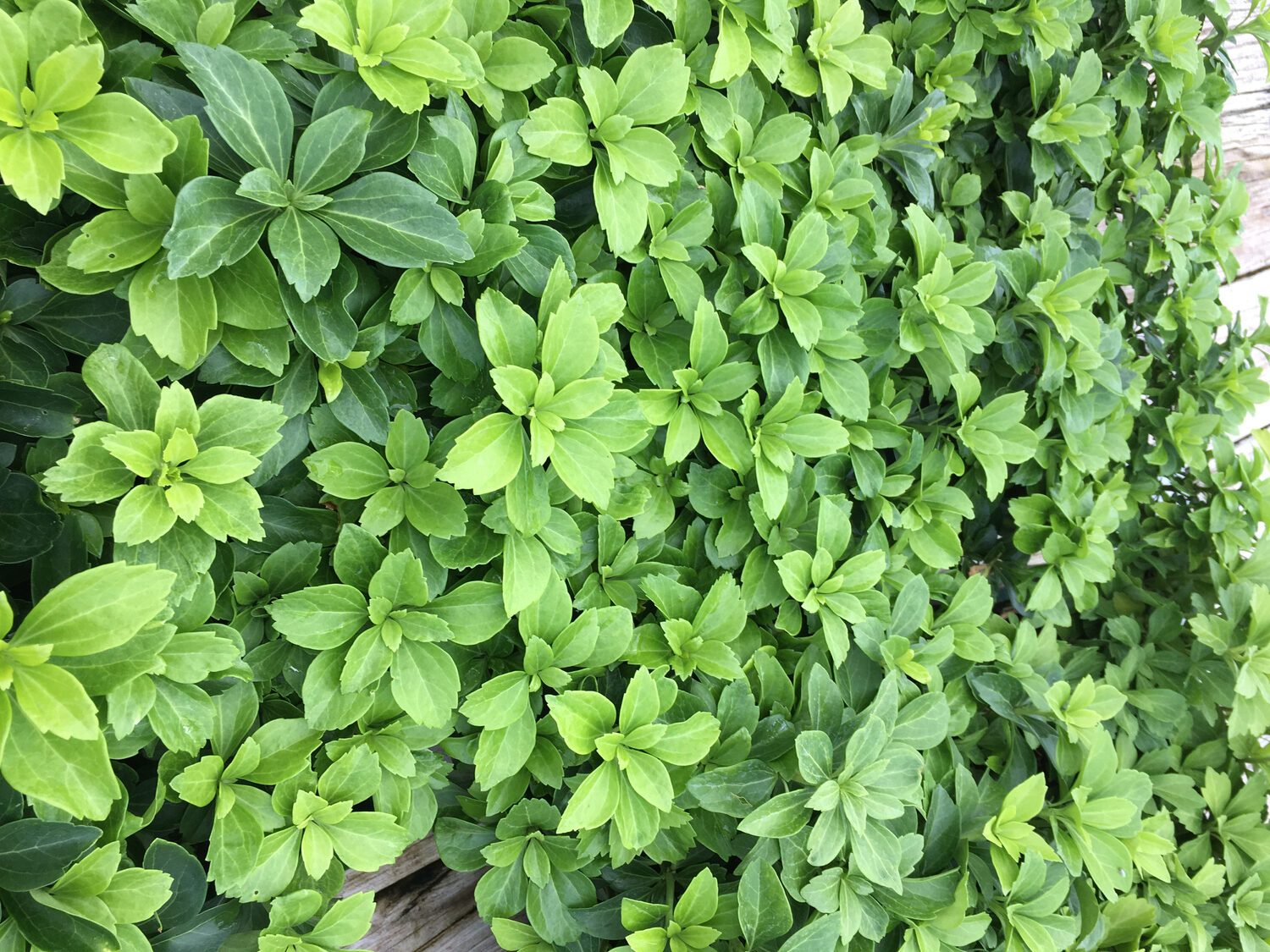 Japanese pachysandra plant (Pachysandra terminalis)
