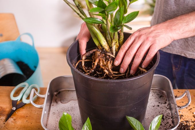 Man planting roots of Zamioculcas Zamiifolia plant in flower pot while standing at home