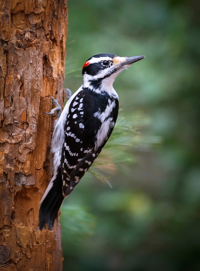 Hairy Woodpecker.