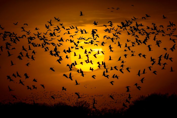 The Sky Filled With Sandhill Cranes Coming Back To The Platte River To Roost For The Night As The Sun Sets Near Gibbon, Nebraska