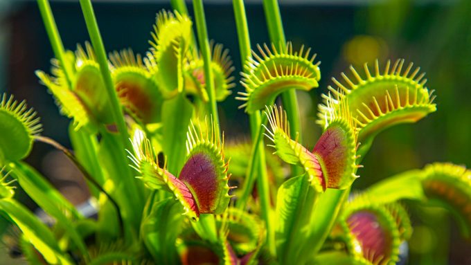 Close Up: Carnivorous Wildflower Opens Up Small Trap Leaves To Catch Its Prey. venus flytrap