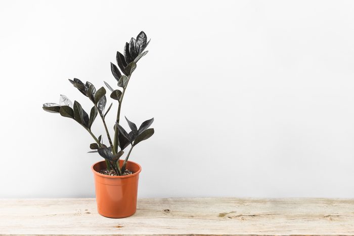 Black leaves of Zamioculcas Zamiifolia Raven plant