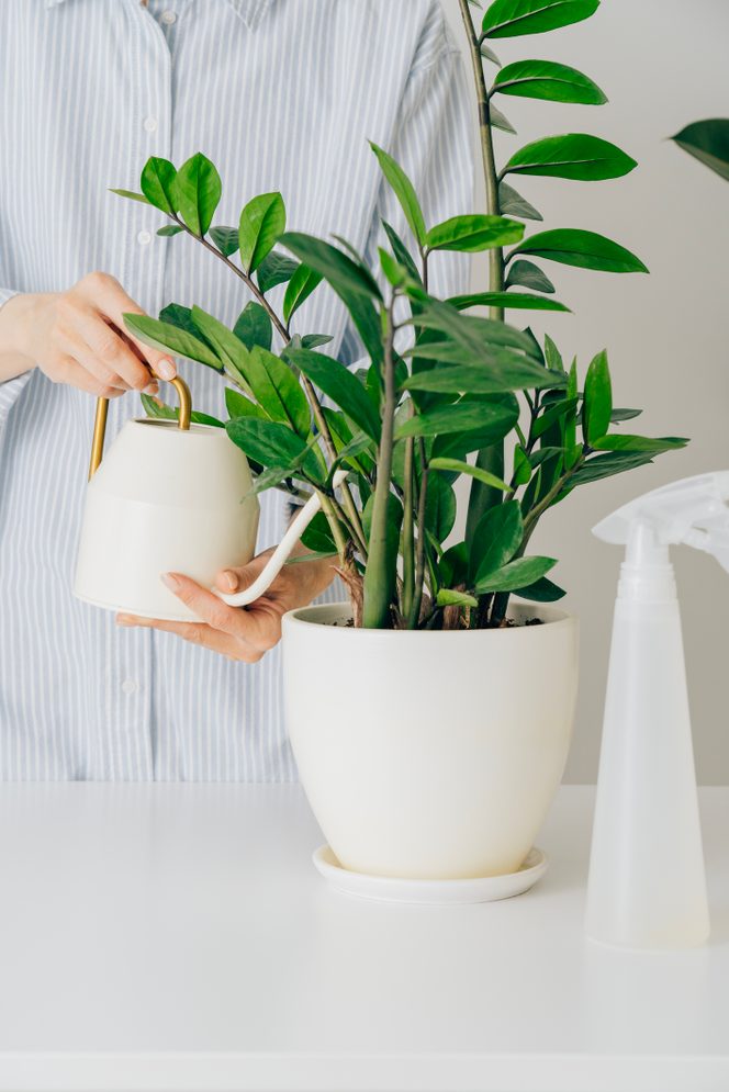 Woman watering Zamioculcas Zamiifolia plant with watering can. Plant in white flower pot on white table on light background. Houseplants with Zamioculcas plant in home decor interior of modern scandinavian apartment