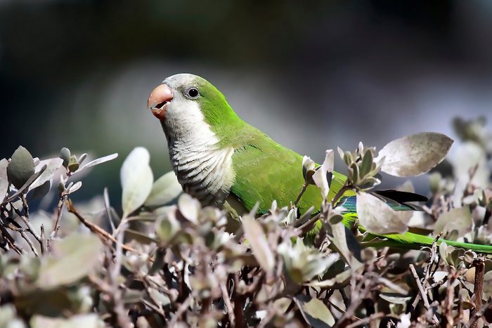 Wild Monk Parakeet, bird facts