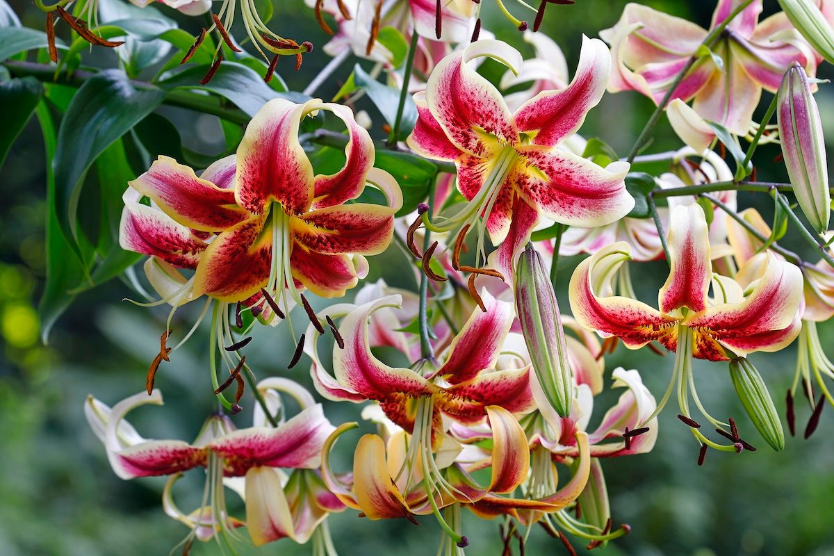 Oriental Lily Variety Scheherazade (lilium Orienpet Hybrid Scheherazade), Botanical Garden Hamburg, Germany big flowers