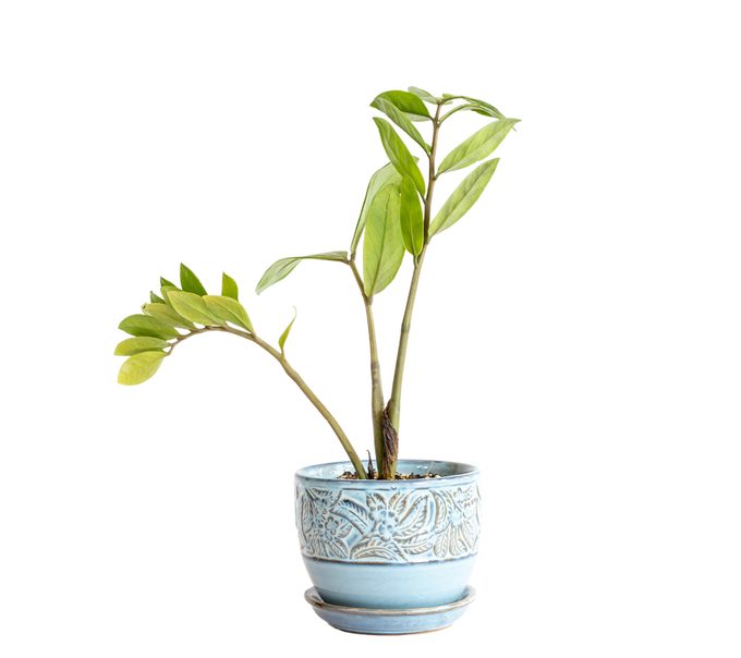 Chameleon ZZ Plant is a spectacular new variety of Zamioculcas Zamiifolia. New leaves are bright shade of golden yellow before maturing to dark green leaves.
