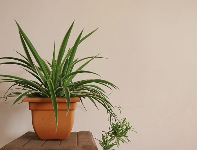 Potted Spider plant/plantlets/spiderettes/baby spider plant on a wooden table against white background