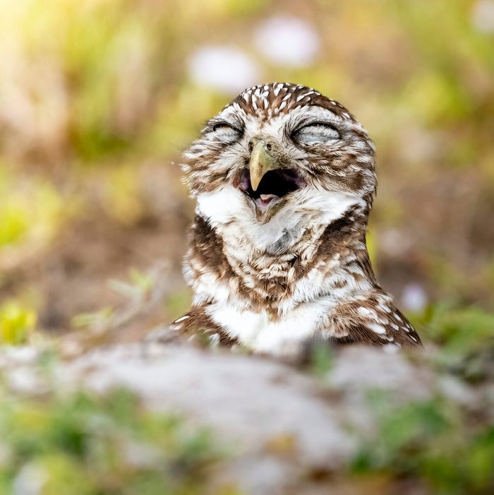 Burrowing Owl