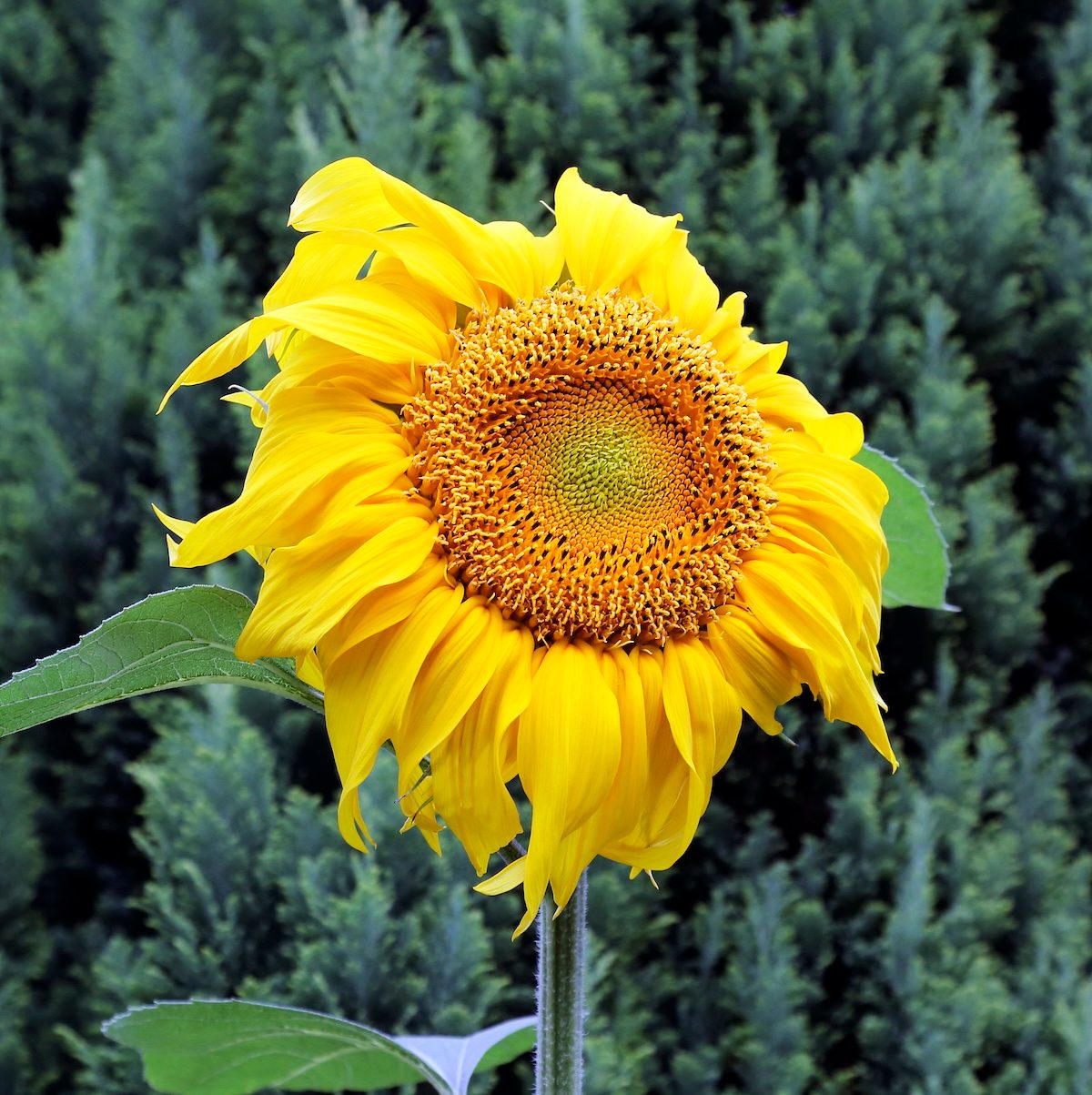 Sunflower 'titan', In Close Up, In English Domestic Garden.