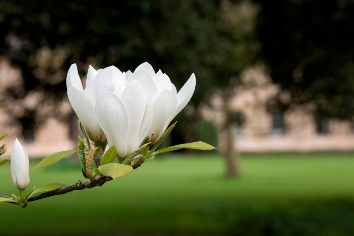 big flowers Magnolia Macrophylla 'manchu Fan' Flowers In Spring At Worcester College In Spring. Oxford, Oxfordshire, England