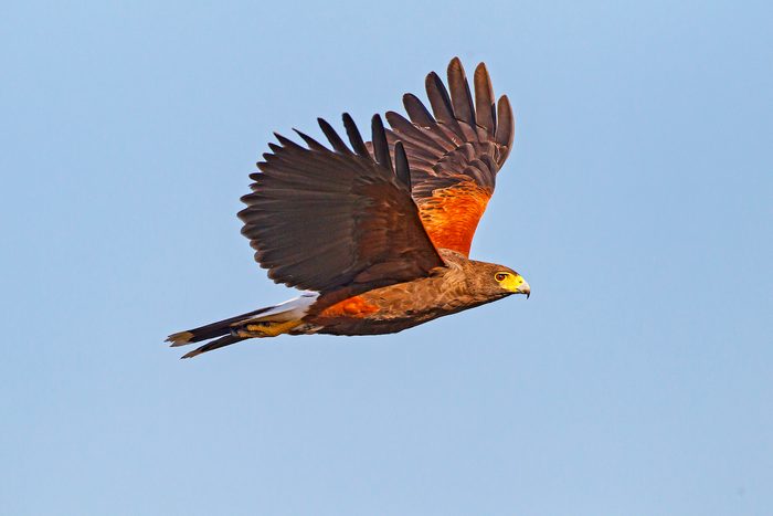 Harris's Hawk, Adult In Flight