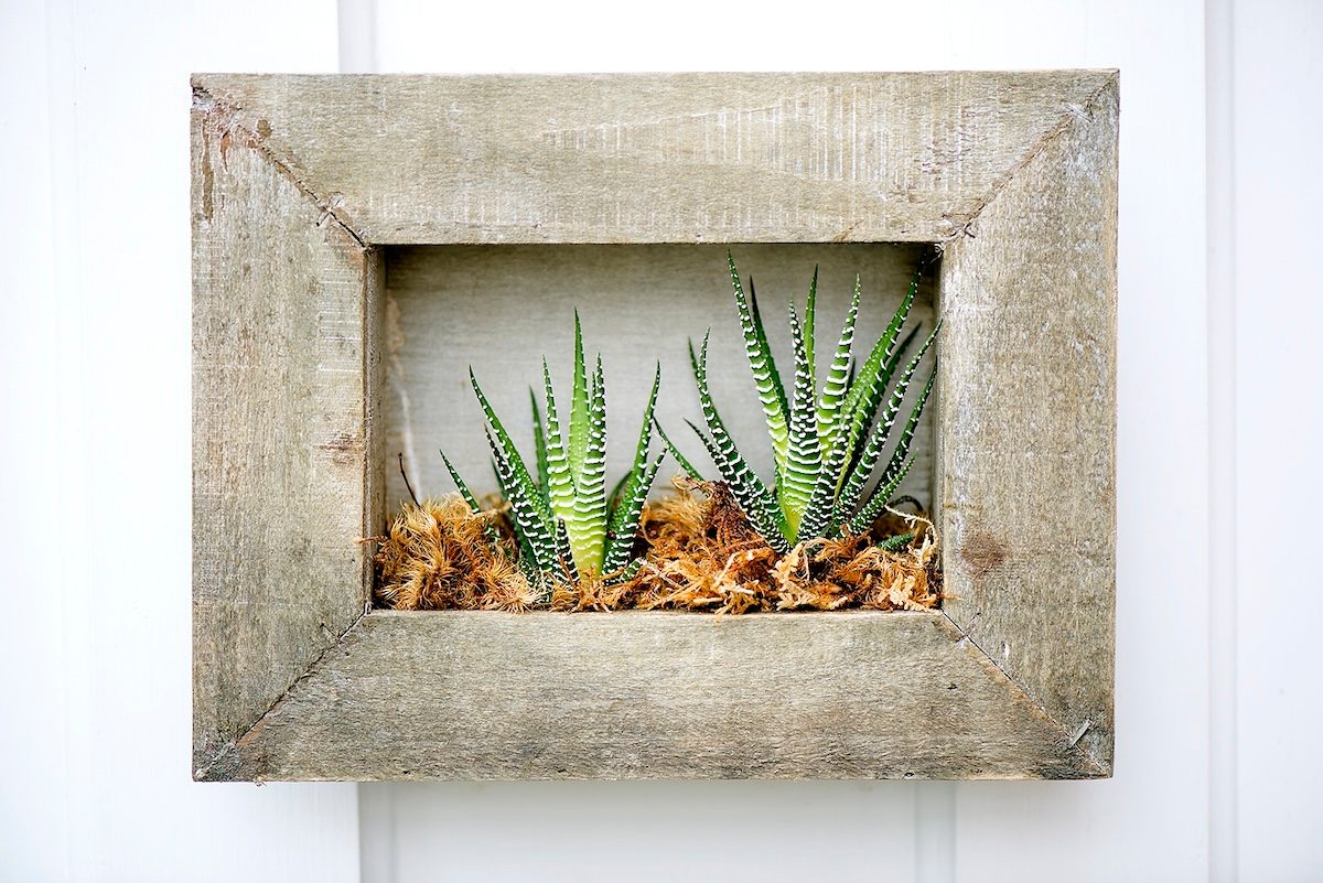 Haworthia