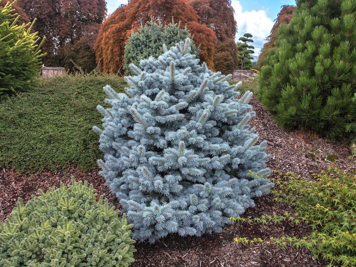 Iseli Randallsmith Picea