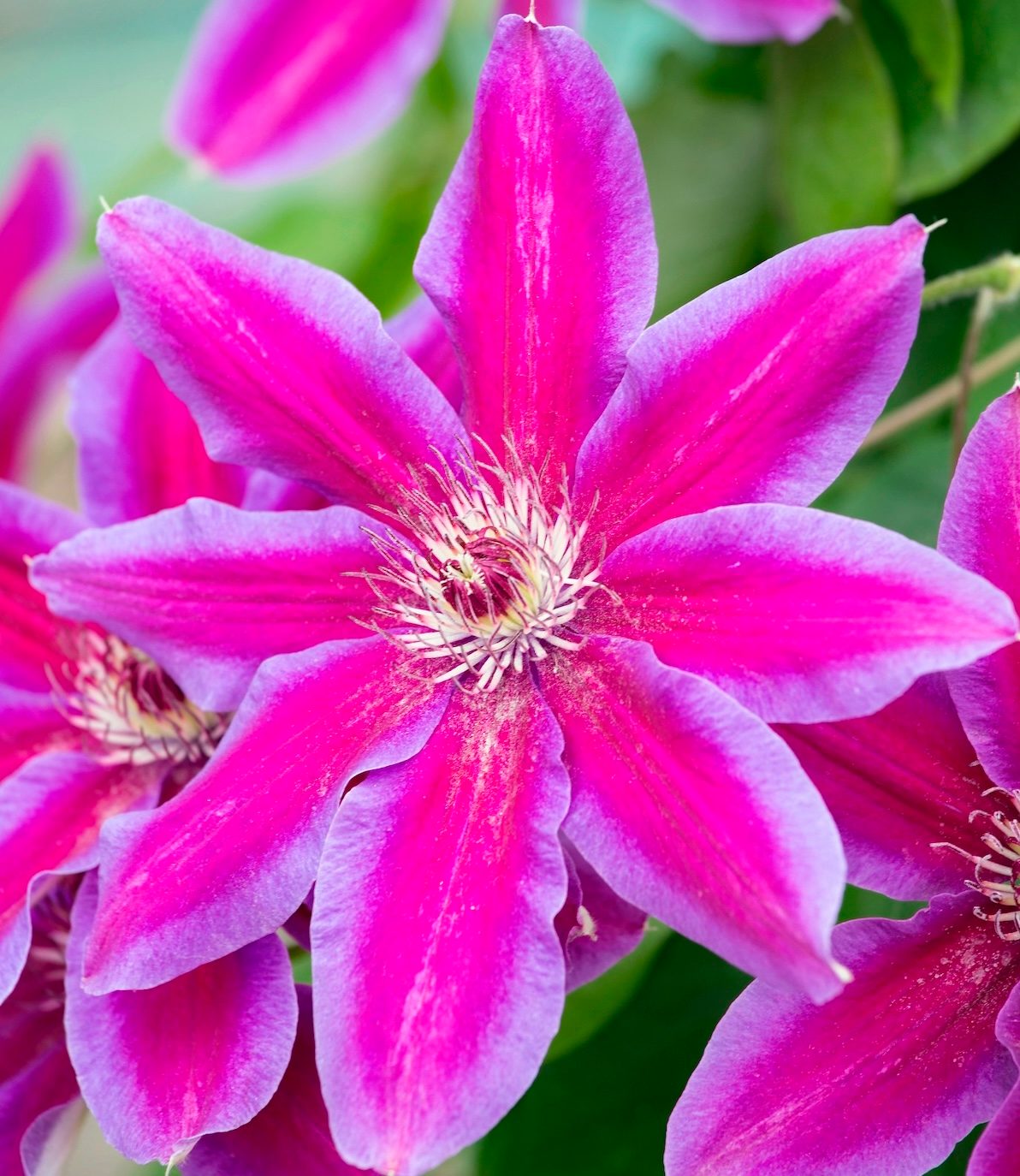 Clematis Fireworks