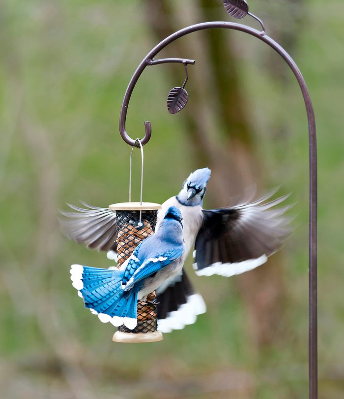 Blue Jay Around Backyard Feeder