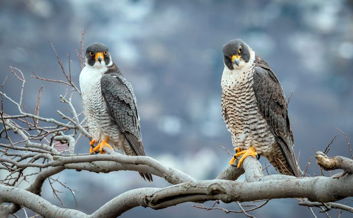 Peregrine Falcon