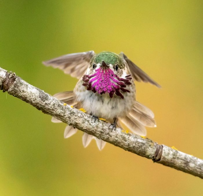 Male Calliope 56a7464 300dpi, bird facts
