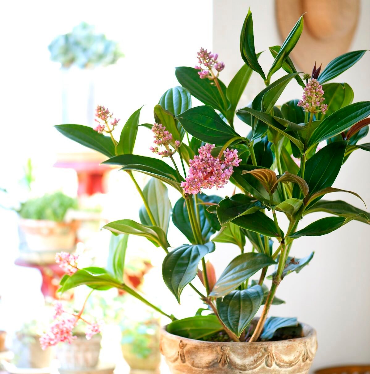 Medinilla