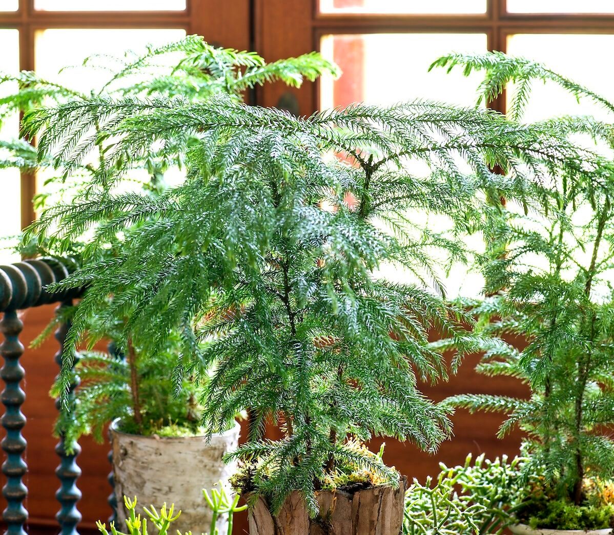 Norfolk Island Pine